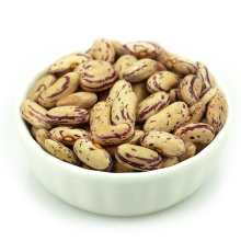 Light Specked Kidney beans tipo longo nome científico de feijão